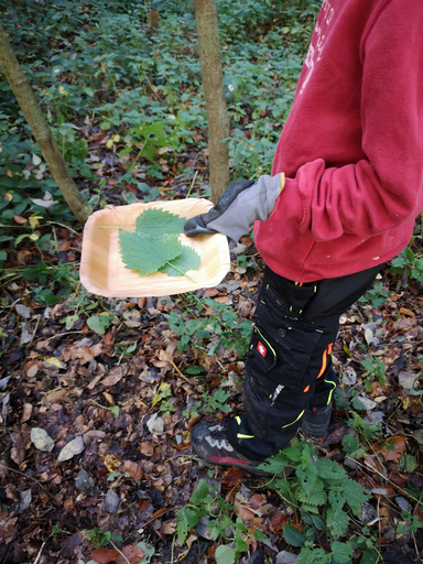 Waldschmaus